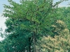 Gleditsia Tricanthos Inermis